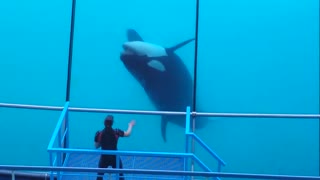 Talented Orca Puts on Performance