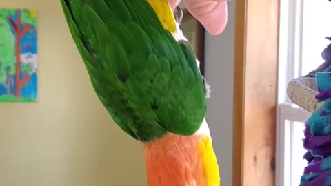 Parrot being bounced upside-down and keeps wanting more