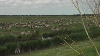 Awesome time lapse of gigantic herd of wild konik horses