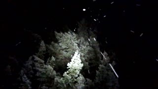 Hunting for a Christmas Tree in Night Snow (Oregon)