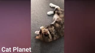 2021 funny cat video