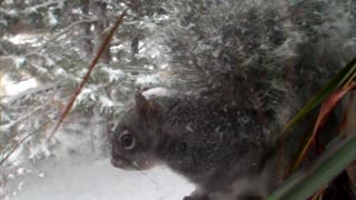 Squirrel on the sill eating snow, a meditation video