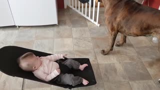 baby laughing, dog playing with baby