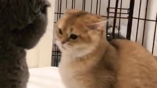 Kitten acts tough while playing with a cat. Hilarious!