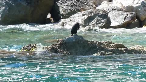 Avi cormorant