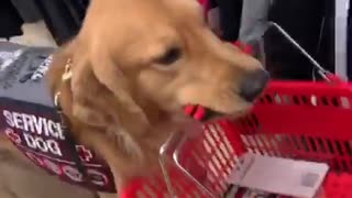 Service dog helps handler shop for groceries