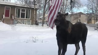 Mama and Baby Moose Play with Flag and Eat Pumpkins and Carrots