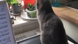 Sitting Cat Creates Suspenseful Scene