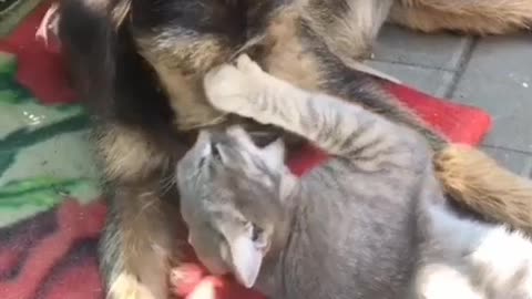 friendly games of a dog with a cat