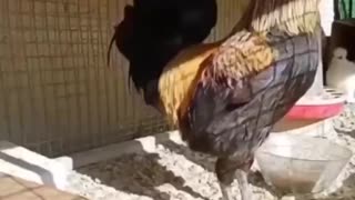 Most Annoying Rooster in the World