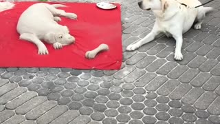 Cute Pup Confused By Dog Sand Sculpture