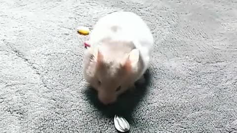 Hamster eating snack in a very pleasant way