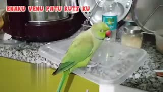 Parrot fight with owner very funny..