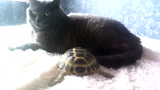 Cat and turtle share very special relationship