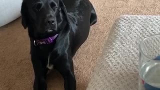 Tired doggy nearly falls asleep sitting up
