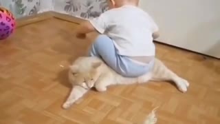 Baby playing with white cat