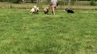 Mini Aussie practices herding sheep for the first time