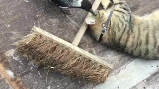 Cat and Bird Cuddle by a Broom