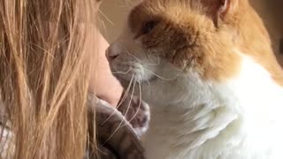 Cute Cat Leans in For Head Kisses