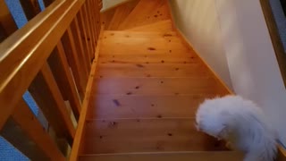 Cat down stairs