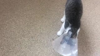 Kitten wearing a guard after Spaying
