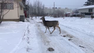 Whitetail Deer in GP