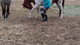 Clever Horse Can Bow for Treats