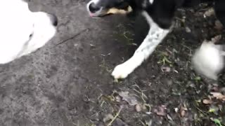 Dog just wants to be friends