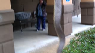 My buddy playing with a snake he killed