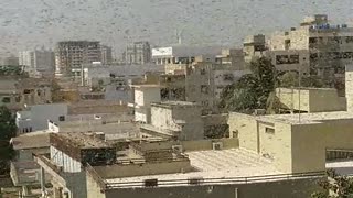 Massive swarm of locusts take over apartment's rooftop patio