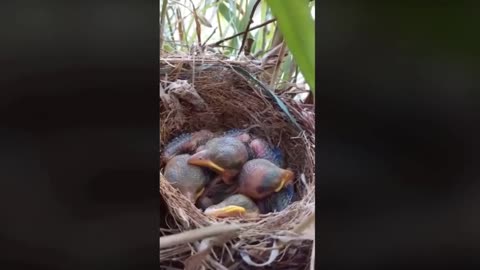 Newborn baby birds sleeping
