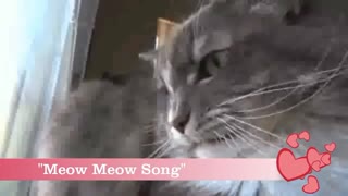 New funny cat video 2021 cats song