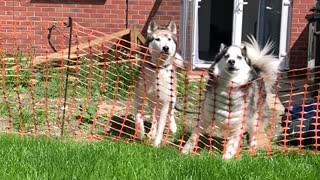Huskies Figuring out Temporary Fence
