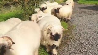 Flock of sheep in scotland
