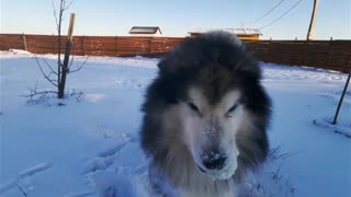 Husky dog walking video
