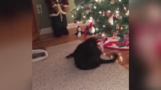 Cutest Holiday Pets Compilation | Funny Pet Videos