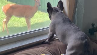 French Bulldog Doesn't Approve of Doe Being in Yard