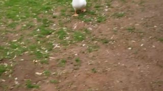 Ducks Destroy Bowl of Peas in Seconds