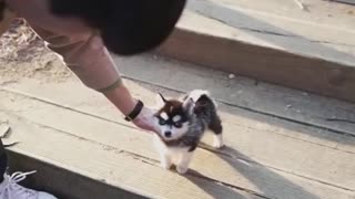 Adorable small husky puppy