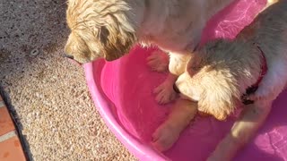 Golden puppies in pool