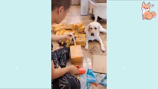 Funny DOG Videos!!!!