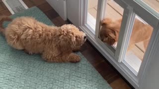 Dog waits for pup to walk through doggy door for immediate playtime