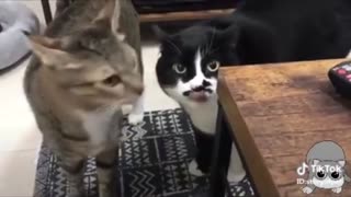 These cats are actually talking!