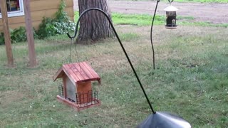 Chipmunk Tries Again and Again to Reach Bird Feeder