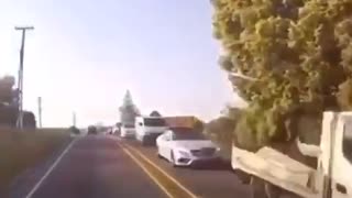 cow causes traffic