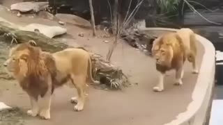 Lion funny video 🤣 || you have never seen before must watch ||