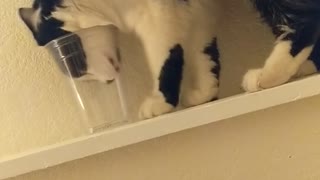 Cat Gets Head Stuck In Plastic Cup
