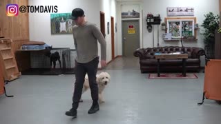 Teach your dog in 5 minutes!