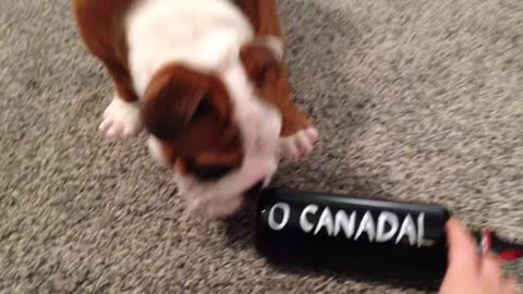 Adorable English Bulldog has issues with Canada