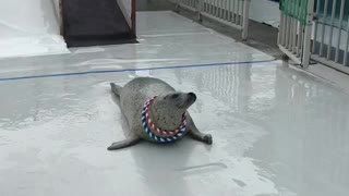 Trained Seal Catches Rings Around Its Neck